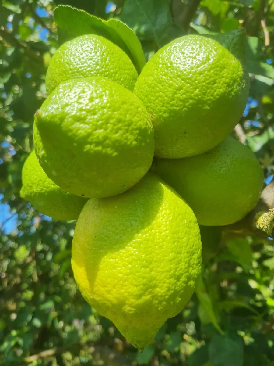 Estock1food Limoni freschi non Trattati 100% Biologici 10KG CALIBRO MISTO Prodotti in Sicilia buccia edibile prodotto top