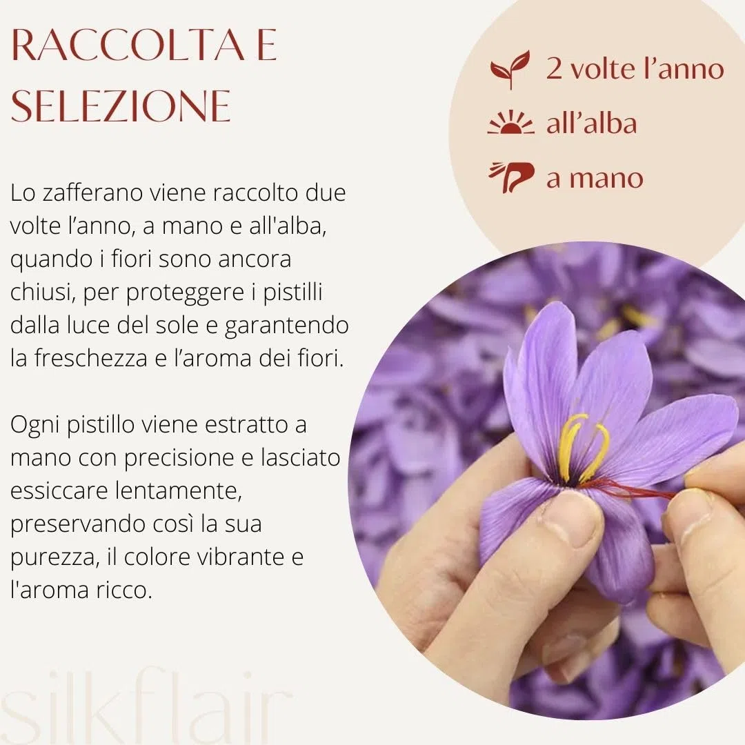 Silkflair - Zafferano in Pistilli - Mongra | Qualità Premium | aroma e colore intensi | raccolti a mano dal Kashmir (2g)