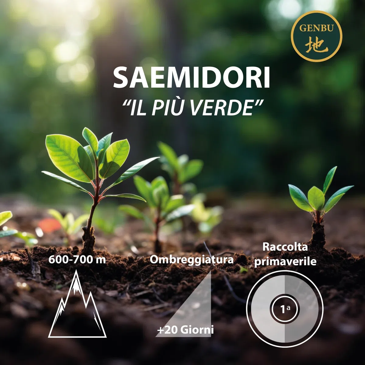 GENBU MATCHA | Matcha cerimoniale giapponese | 100 g | Tè verde matcha premium in polvere | Giappone | 100% naturale | Per matcha latte, cerimonia e ricette | Senza glutine né zuccheri aggiunti
