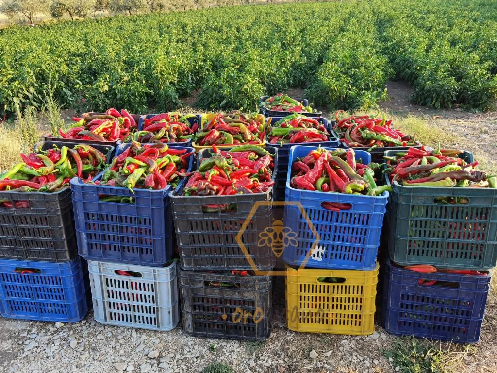 Peperoni Cruschi Secchi da Friggere, Peperoni Essiccati di Alta Qualità, Confezione da 200g