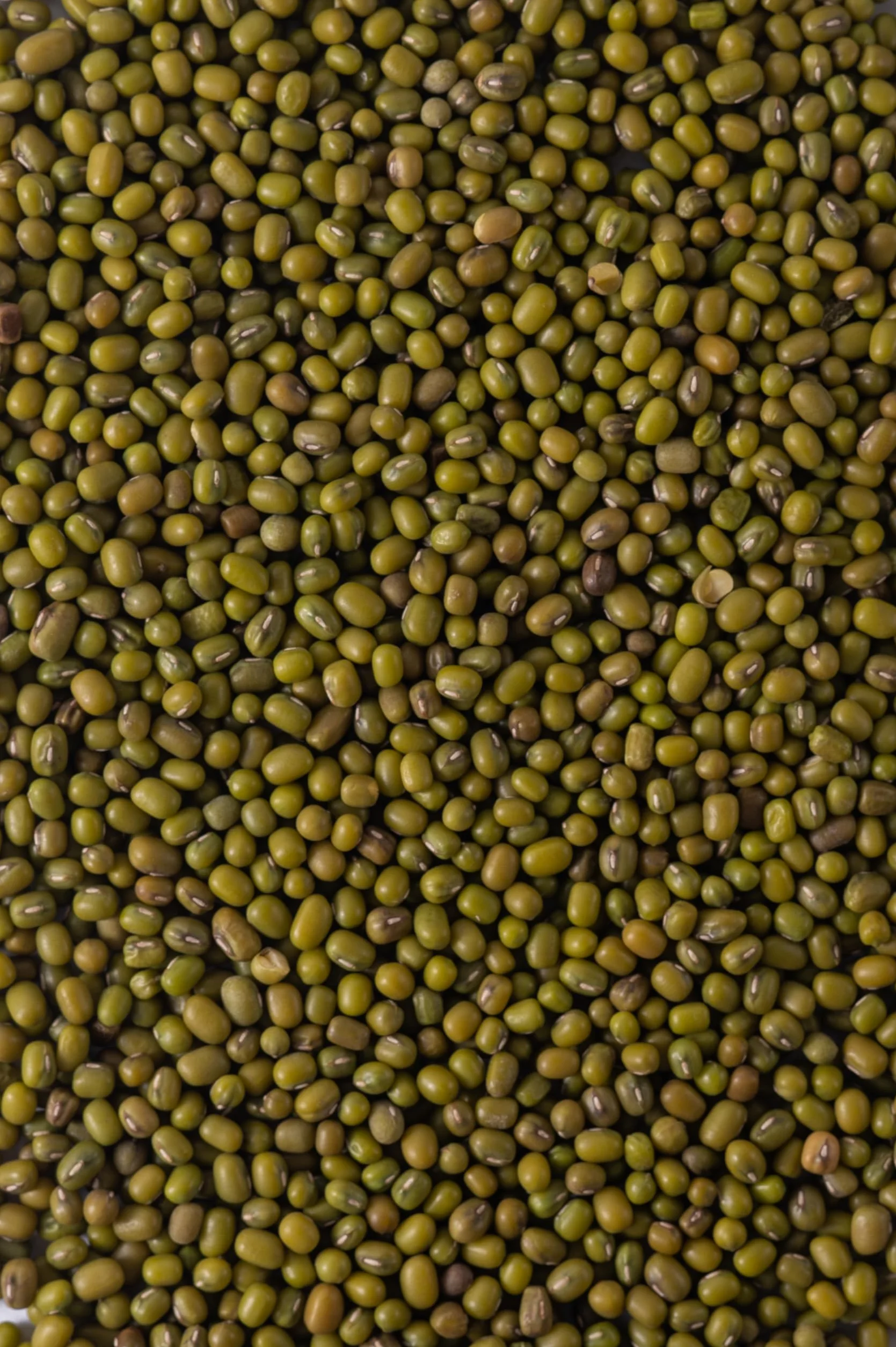 Biojoy Fagioli Mung BIO (1,5 kg), secchi e interi