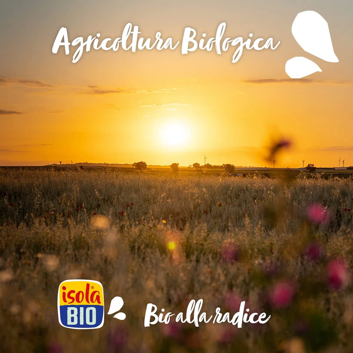 Isola bio, Bevanda mandorla proteica bio, senza glutine, senza lattosio, 1L