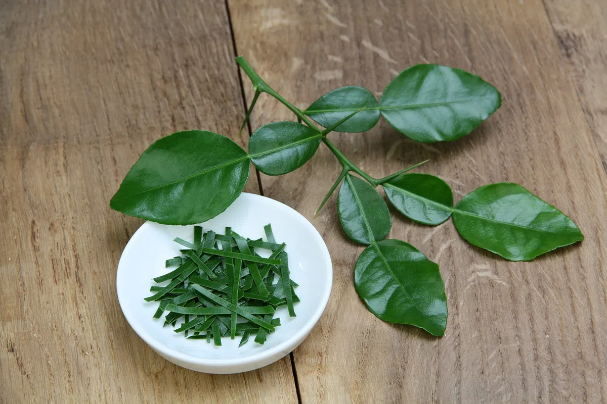 Dominik Blumen und Pflanzen, Erbe biologiche, Kaffir Limette, Citrus hystrix, 2 piante, vaso da 12 cm