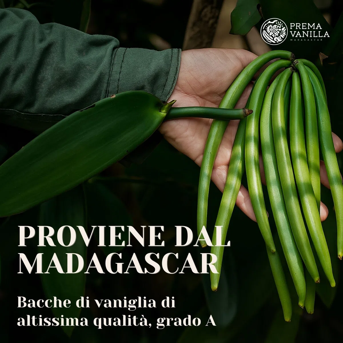 PREMA VANILLA Baccelli di Vaniglia del Madagascar, Vaniglia Bourbon di Grado A per la Preparazione di Estratto di Vaniglia, Ideale per Cucina e Pasticceria, 1 Confezione da 6 Baccelli
