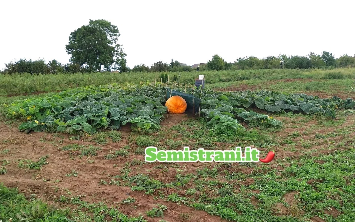 SEMISTRANI.IT - 03 Semi di ZUCCA GIGANTE ATLANTIC GIANT la PIU' GRANDE DEL MONDO con GENETICA da CONCORSO GUINNES DEI PRIMATI + GUIDA COLTIVAZIONE PER PRINCIPIANTI
