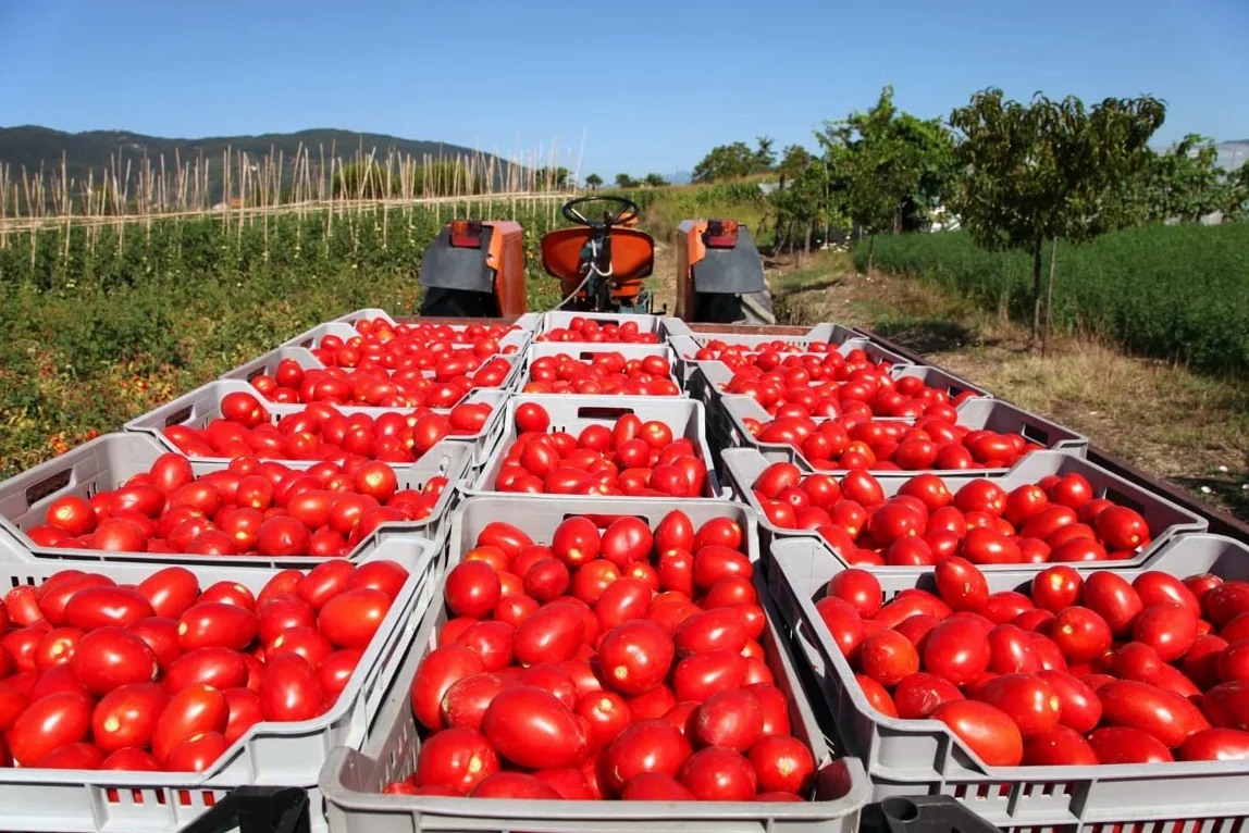 Azienda Agricola Prunotto Mariangela Passata di Pomodoro Biologica - 690 gr, Confezione da 6 bottiglie