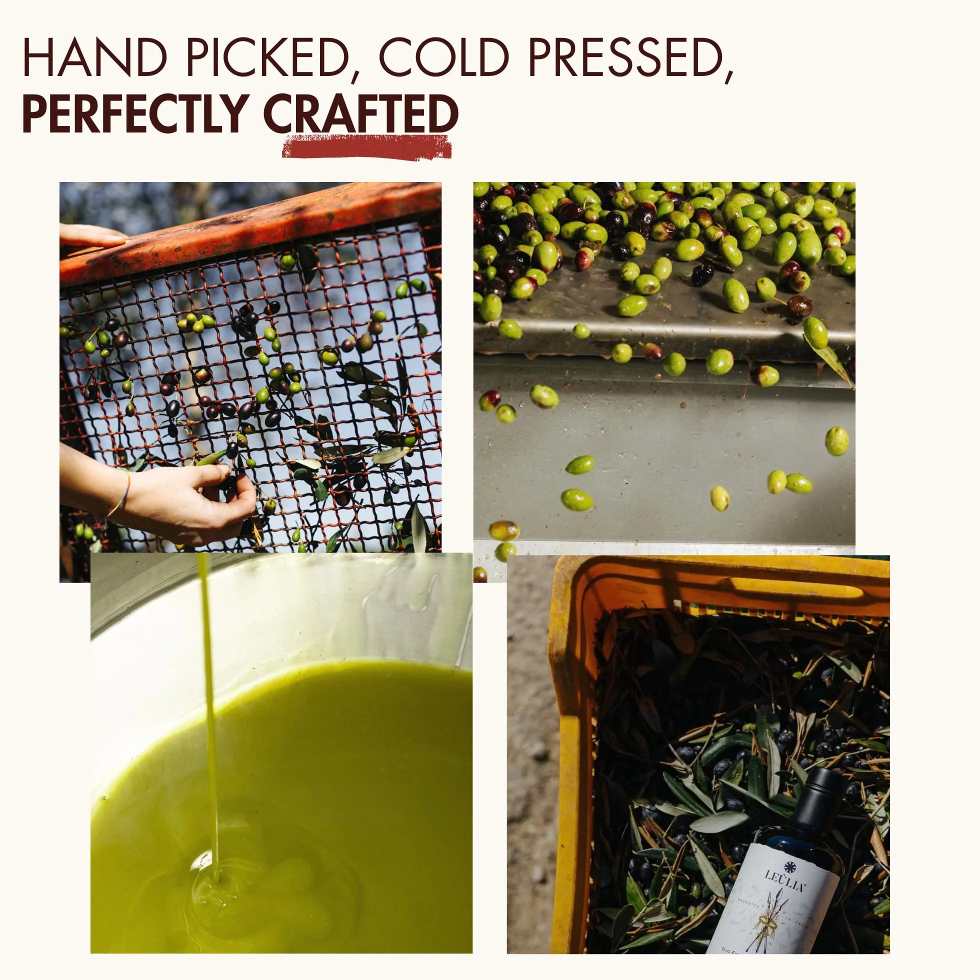 Leùlia Olio Extravergine di Oliva Biologico Italiano 2025-2026 - Bottiglia premium in vetro da 500 ml con astuccio